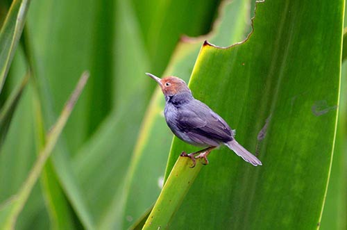 birds ashy-AsiaPhotoStock