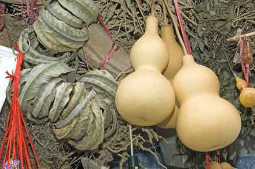 bitter gourd snake skin-AsiaPhotoStock