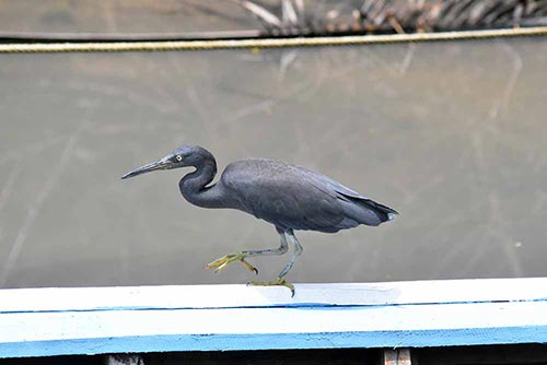 black egret phuket-AsiaPhotoStock