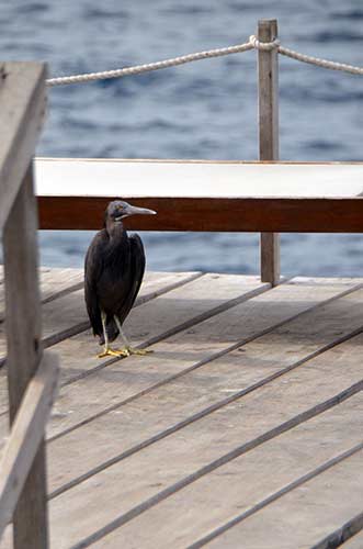 black heron-AsiaPhotoStock