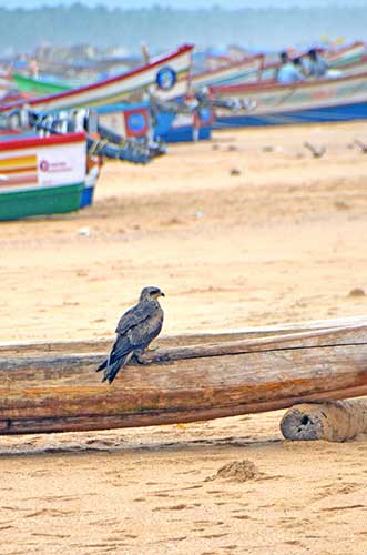 black kite trivandrum-AsiaPhotoStock