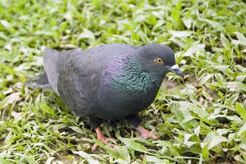 black rock pigeon-AsiaPhotoStock