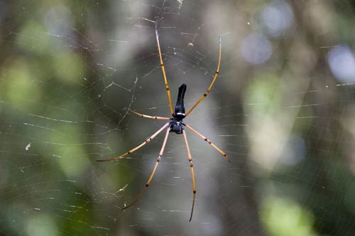 big black spider-AsiaPhotoStock