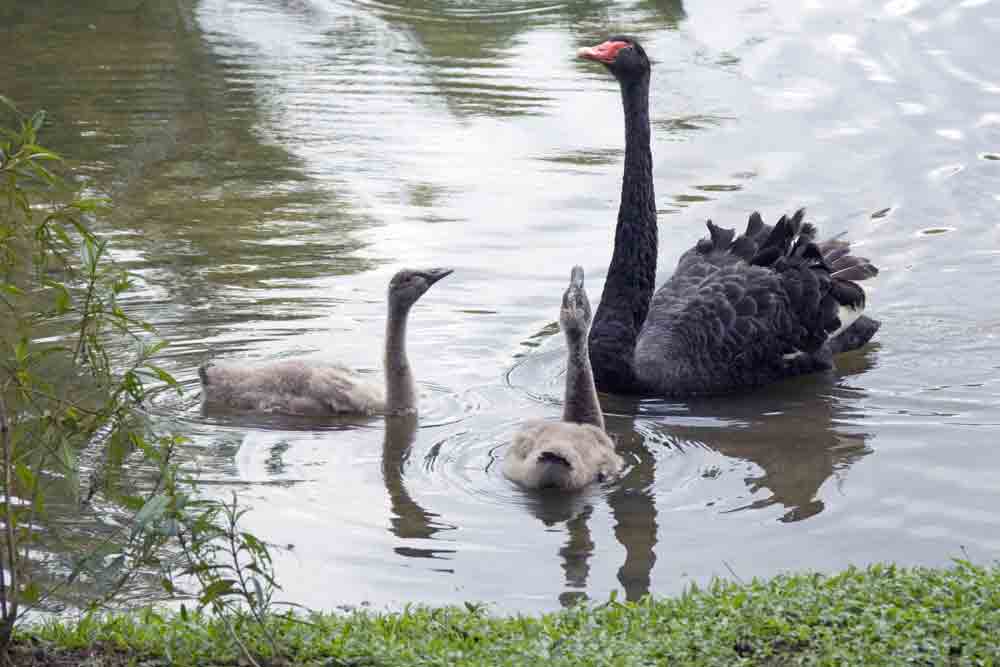 black swan and sygnets-AsiaPhotoStock