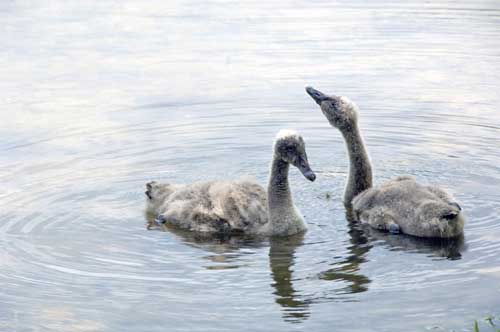 sygnets of black swans-AsiaPhotoStock