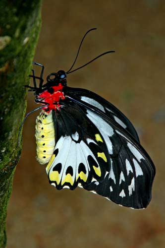 black and white-AsiaPhotoStock