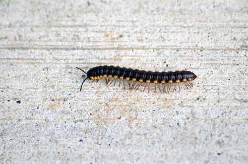 black yellow millipede-AsiaPhotoStock