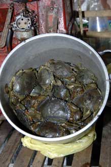 black crabs-AsiaPhotoStock