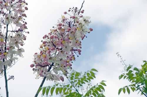 thai cherry blossom-AsiaPhotoStock