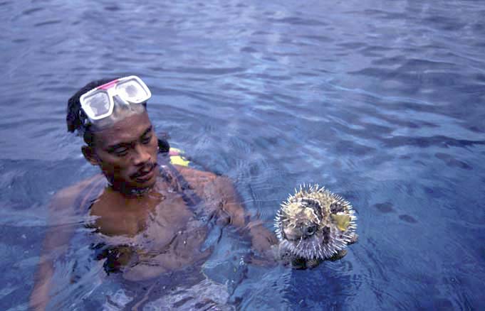 blow fish-AsiaPhotoStock