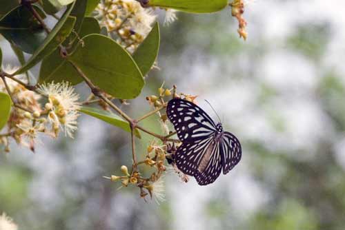 blue glassy tigers-AsiaPhotoStock