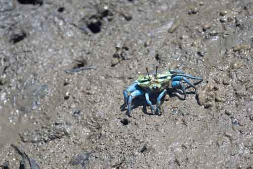 blue crab-AsiaPhotoStock