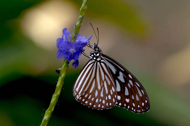 blue glassy tiger butterfly-AsiaPhotoStock