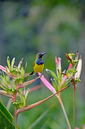 blue headed sun bird-AsiaPhotoStock