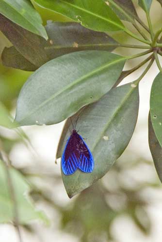 Pompelon marginata-AsiaPhotoStock