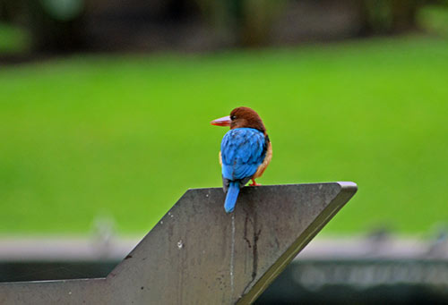 blue white breasted-AsiaPhotoStock