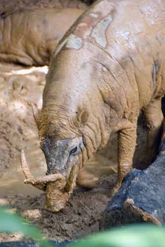 babirusa-AsiaPhotoStock