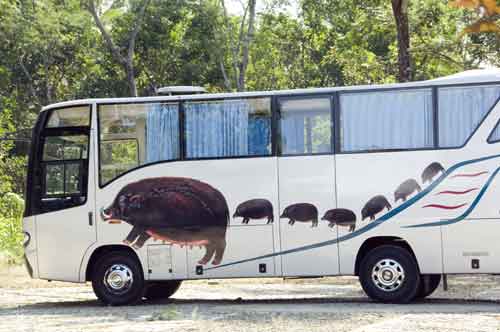 boar bus-AsiaPhotoStock