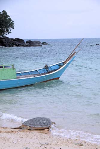 boat and turtle-AsiaPhotoStock