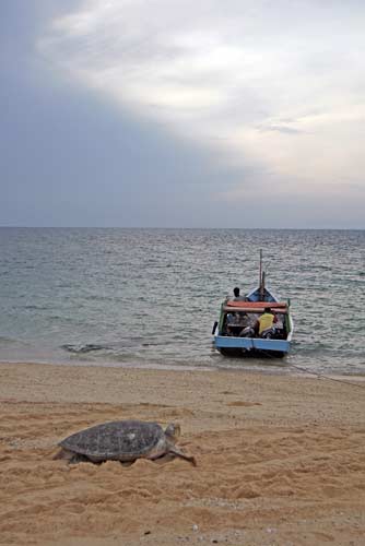 boat turtle-AsiaPhotoStock