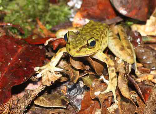 borneo frog-AsiaPhotoStock