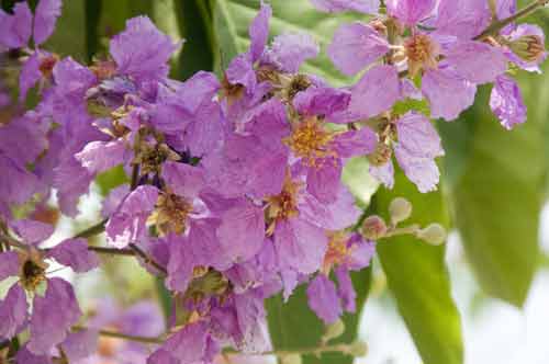 bougainvillea-AsiaPhotoStock