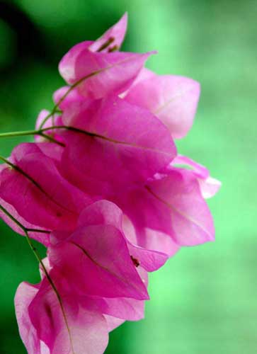 bourgainvillea-AsiaPhotoStock