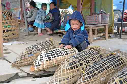 boy and pigs-AsiaPhotoStock