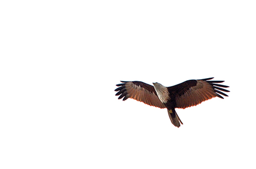 brahmin kite kerala-AsiaPhotoStock