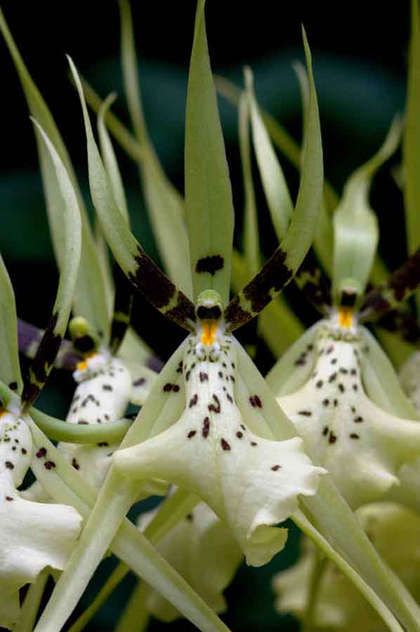 brassia rex-AsiaPhotoStock