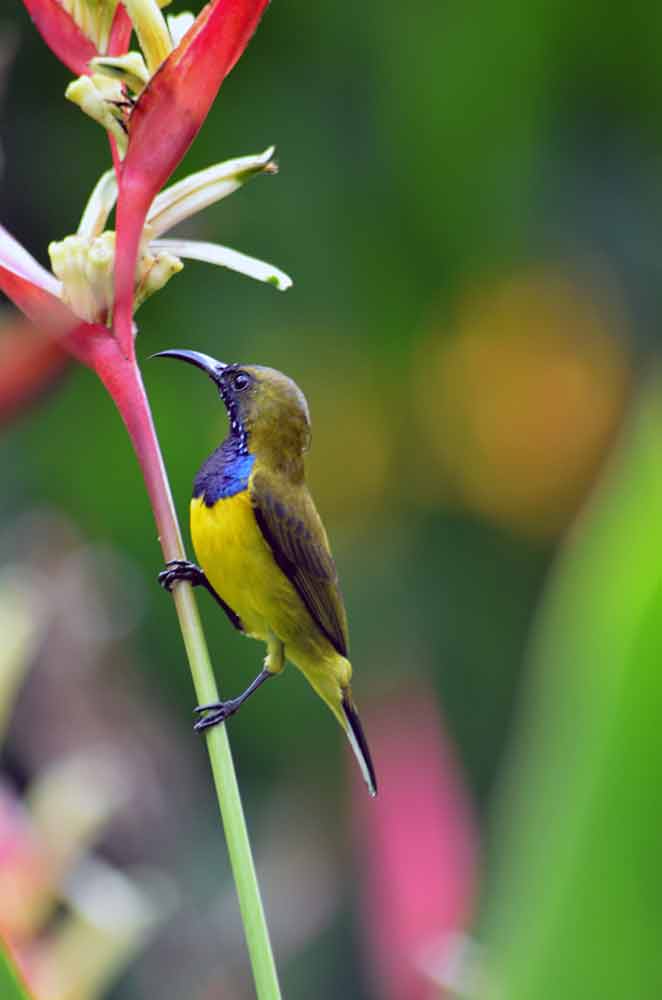 bright blue sunbird-AsiaPhotoStock