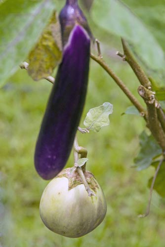 brinjal-AsiaPhotoStock