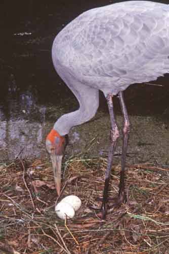 brolga-AsiaPhotoStock