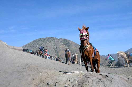 bromo horse-AsiaPhotoStock