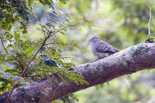 bronze cuckoo-AsiaPhotoStock