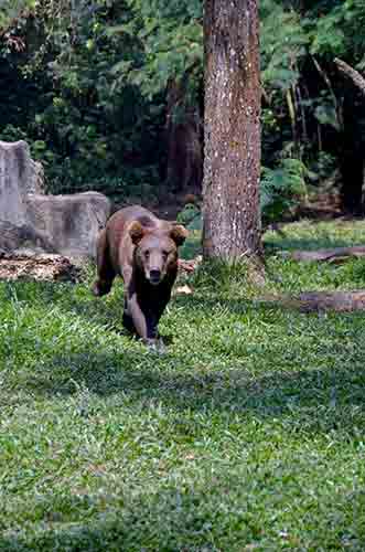 brown bear-AsiaPhotoStock