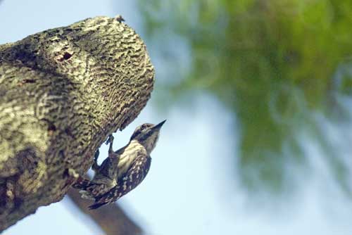 brown capped woodpecker-AsiaPhotoStock