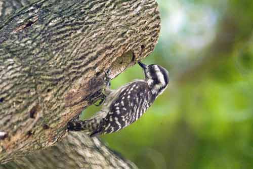 brown capped woodpeckers-AsiaPhotoStock