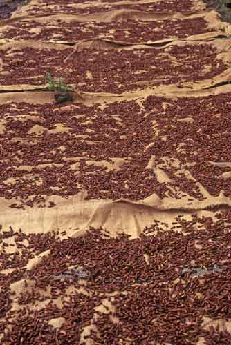 brown cloves-AsiaPhotoStock