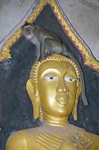 budha monkey temple-AsiaPhotoStock