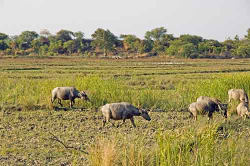 buffalo-AsiaPhotoStock