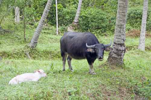 buffalo-AsiaPhotoStock