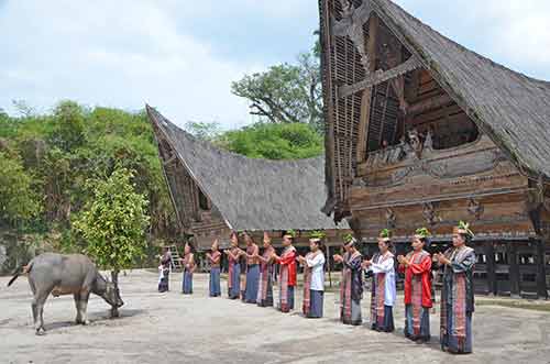 buffalo batak-AsiaPhotoStock