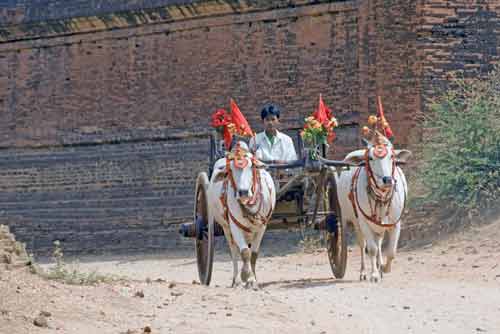 buffalo cart-AsiaPhotoStock