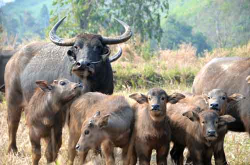 water buffalo family-AsiaPhotoStock