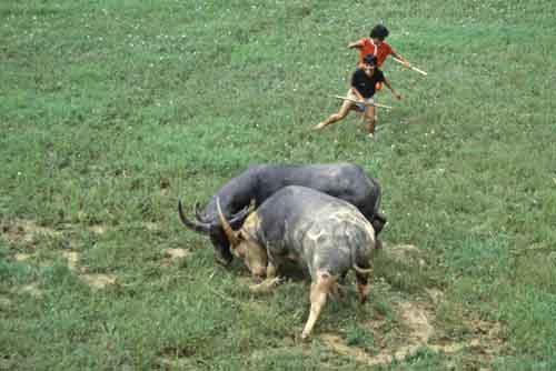 buffalo fight-AsiaPhotoStock