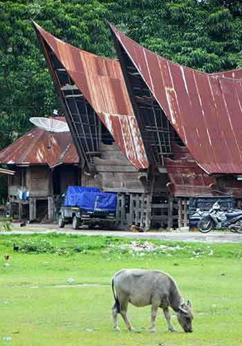 buffalo houses-AsiaPhotoStock