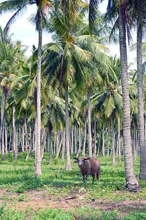 buffalo hua thanon-AsiaPhotoStock