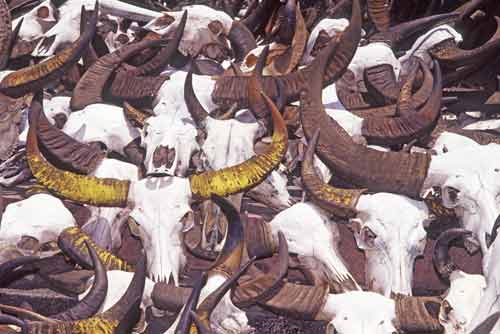 buffalo skulls-AsiaPhotoStock