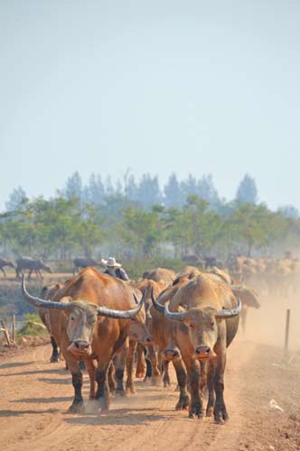 buffalos-AsiaPhotoStock